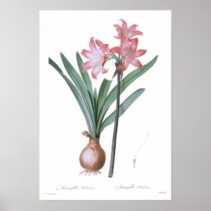 Poster Beladona do Amaryllis