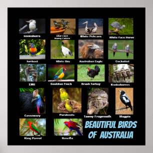 Poster Belas Aves da Austrália