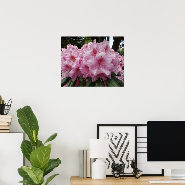 Poster Belas Florações de Rhododendron Rosa (Escritório em casa)