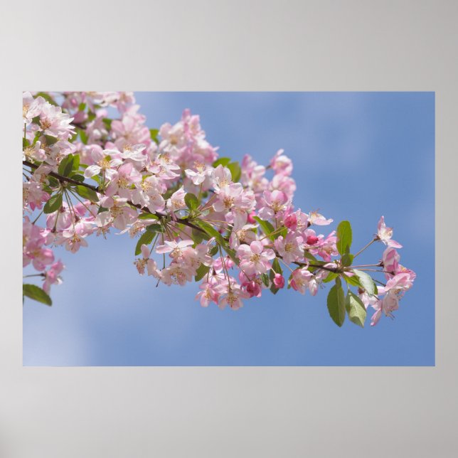 Poster Belas flores cor-de-rosa no pomar (Frente)