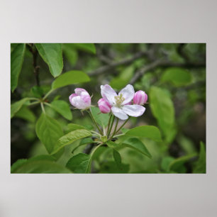 Poster Belas flores no jardim de maçã