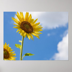 Poster belas flores solares com céu azul nublado