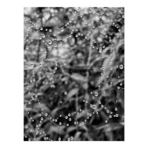 Pôster Belas gotas em fios de teia de aranha