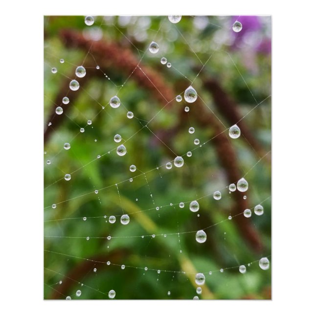 Pôster Belas gotas em fios de teia de aranha (Frente)