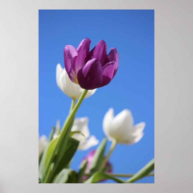 Poster Belas Tulipas (Frente)