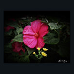 Poster Belas visões Hibiscus Floral Wall Art GPsg<br><div class="desc">Este belo trabalho de arte floral fotográfica será definitivamente uma conversa para convidados ou clientes para sua casa ou escritório. Uma bela visão do Pincel de Deuses no trabalho, capturada pelo fotógrafo floral Stan V. Griep, Colorado, EUA, prêmio vencedor. Um sorriso de Sangue Luna Rosa Hibiscus com sotaque frontal de...</div>