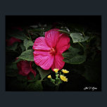 Poster Belas visões Hibiscus Floral Wall Art GPsg<br><div class="desc">Este belo trabalho de arte floral fotográfica será definitivamente uma conversa para convidados ou clientes para sua casa ou escritório. Uma bela visão do Pincel de Deuses no trabalho, capturada pelo fotógrafo floral Stan V. Griep, Colorado, EUA, prêmio vencedor. Um sorriso de Sangue Luna Rosa Hibiscus com sotaque frontal de...</div>