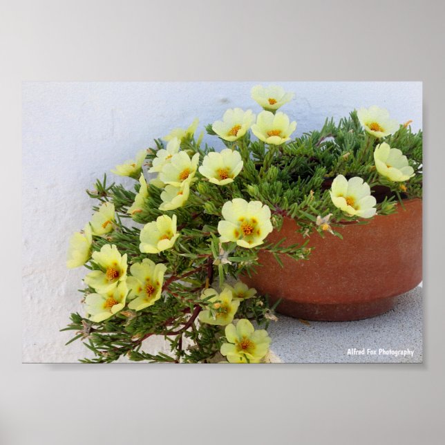 Poster Beldroega-de-flor, Planta Florífera Suculenta (Frente)