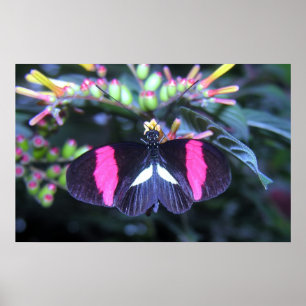 Poster Beleza Borboleta