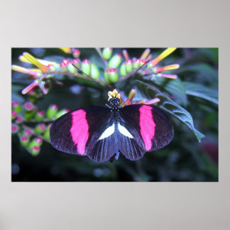 Poster Beleza Borboleta