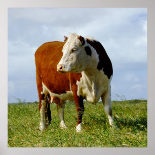 Pôster Beleza bovina