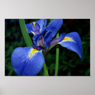 Pôster Beleza da bandeira azul