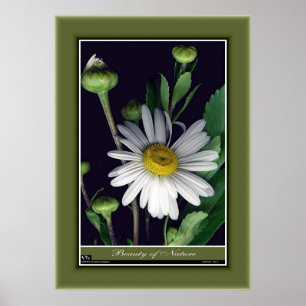 Pôster Beleza da Natureza r/p12