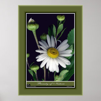 Pôster Beleza da Natureza r/p12