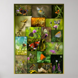 Pôster Beleza das borboletas