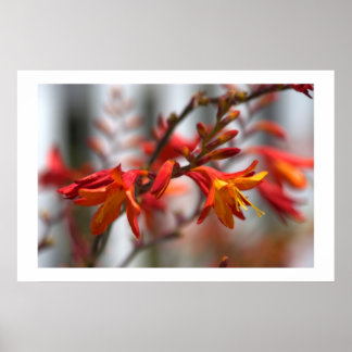 Pôster Beleza do jardim