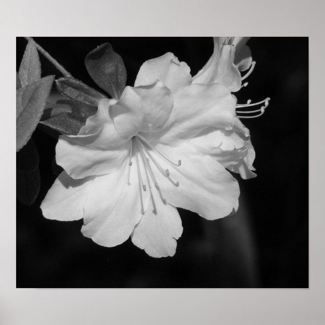 Pôster Beleza do Primavera II (Frente)