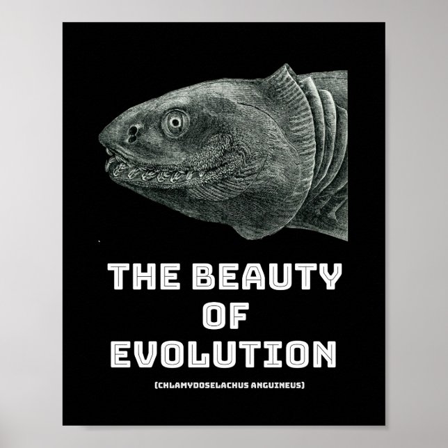 Poster Beleza do tubarão evolutivo (Frente)