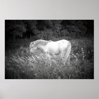 Pôster Beleza em preto e branco