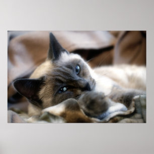 Poster Beleza Eyed azul