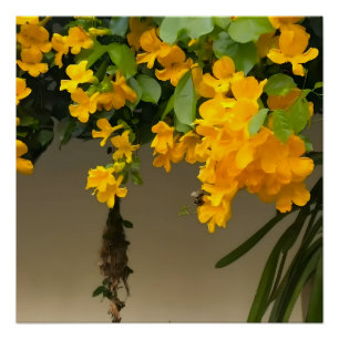 Pôster Beleza Flor de Ouro