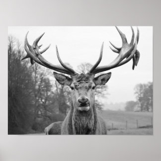 Poster Beleza na natureza