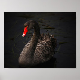 Pôster Beleza Negra