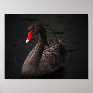 Pôster Beleza Negra