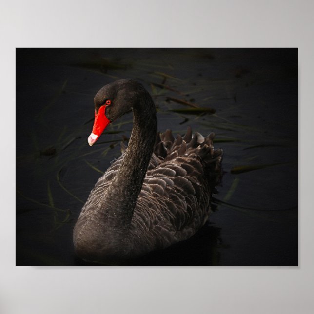 Pôster Beleza Negra (Frente)