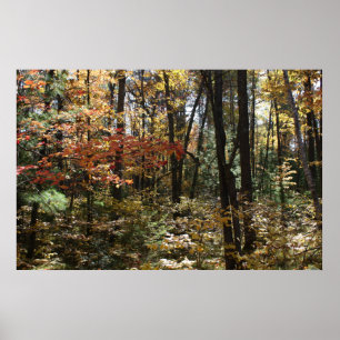 Pôster Beleza profunda das madeiras