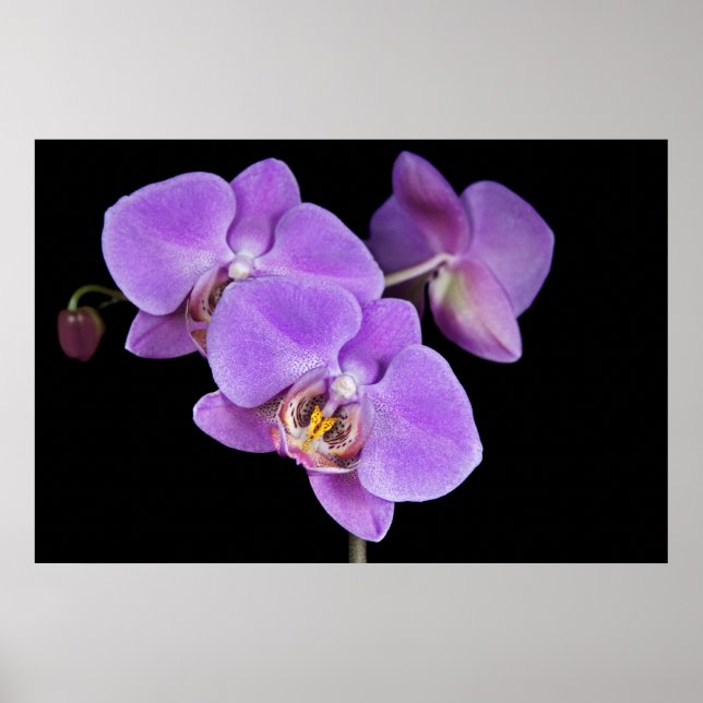 Poster Beleza tropical (Frente)