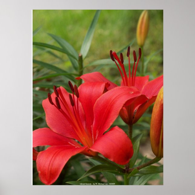 Poster beleza vibrante - por W. Michael Ley - ... (Frente)