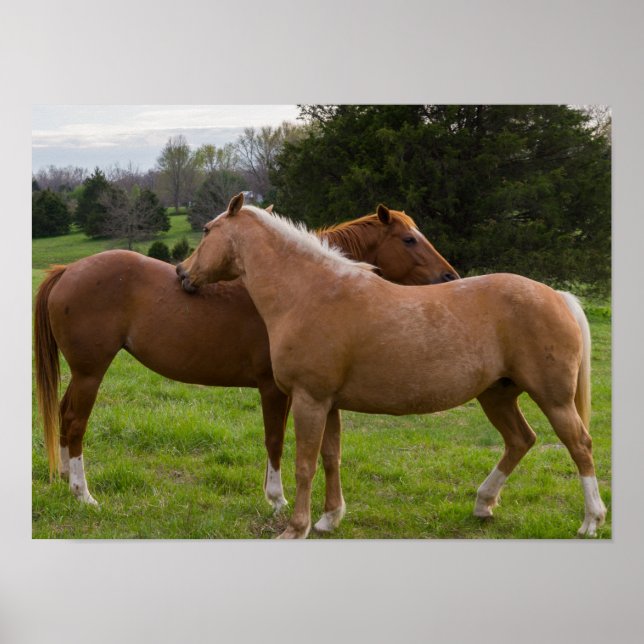 Poster Belezas Bathing (Frente)