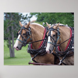 Poster Belga Horse Team