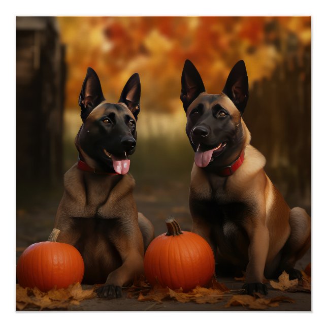 Pôster Belga Malinoi Puppy Autumn Delight Pumpkin (Frente)