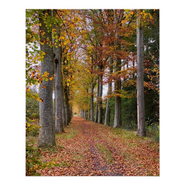 Pôster Belgian forest in Fall Season travel (Frente)