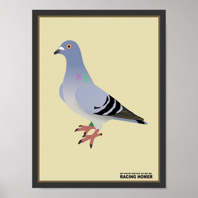 Poster Belgian Racing Homer Print (Frente)