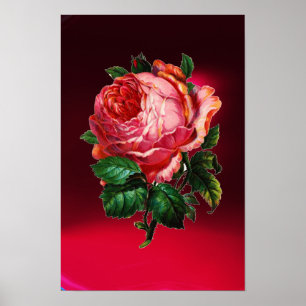 PÔSTER BELÍSSIMA ROSA PINK