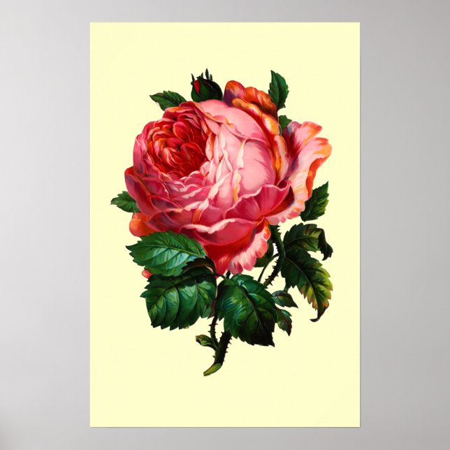 POSTER BELÍSSIMA ROSA PINK (Frente)