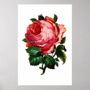 POSTER BELÍSSIMA ROSA PINK