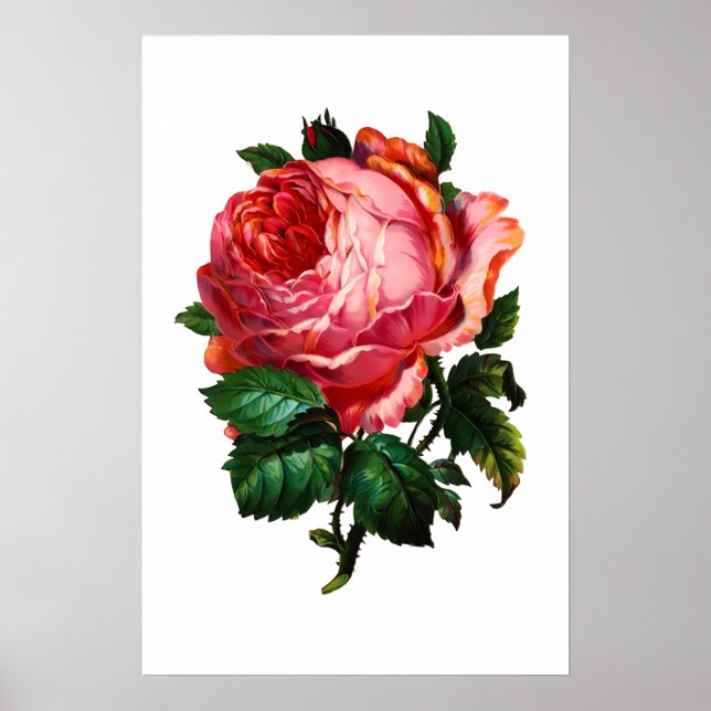 POSTER BELÍSSIMA ROSA PINK (Frente)