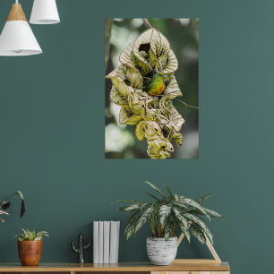 Poster Belize Bird, Euphonia Verde Apoiada Em Oliva