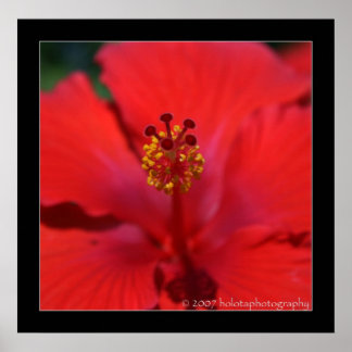 Poster Belize - Flor Vermelho