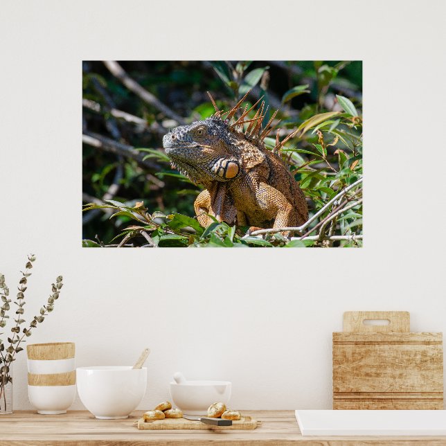Poster Belize Lizard, Peaceful Orange Iguana (Cozinha)