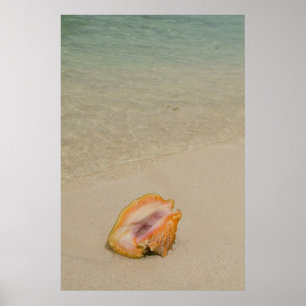 Poster Belize, mar Caribe, recife de Glover. Contorno