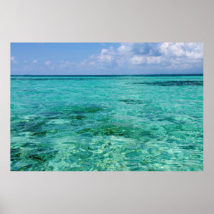 Poster Belize, Stann Creek, Gaivota-de-água