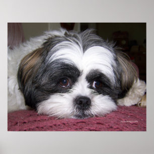 Pôster Belle o cão de Shih Tzu