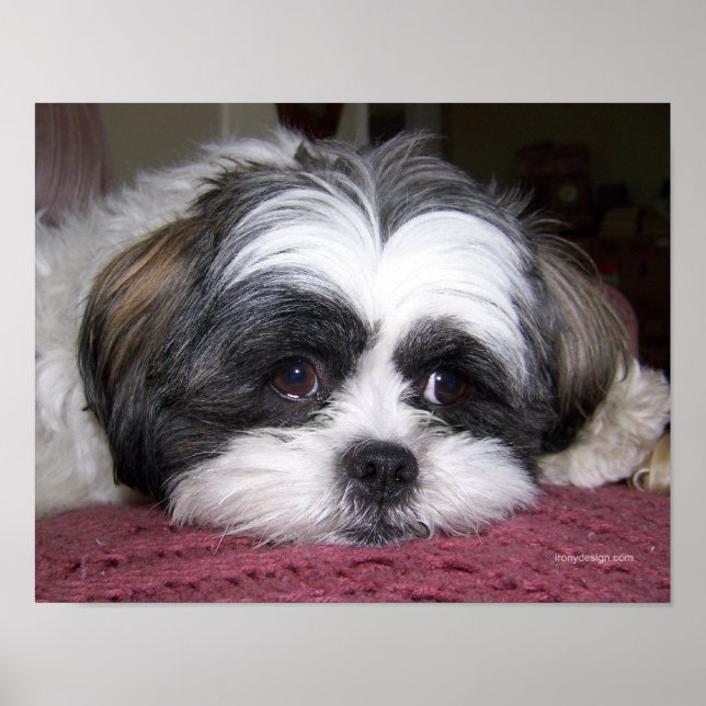 Pôster Belle O Cão Shih Tzu (Frente)