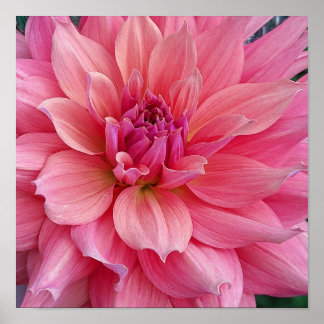 Poster Belle of Barmera Dahlia Flower