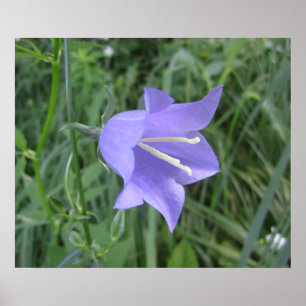 Poster Bellflower